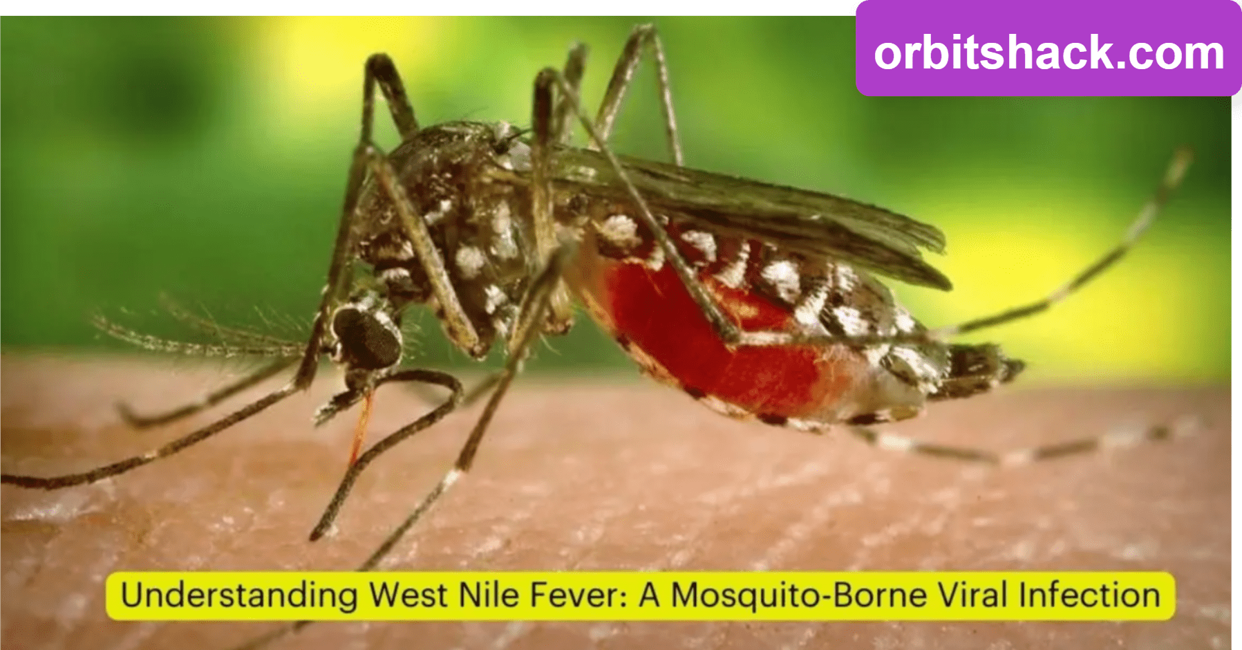 West Nile Fever